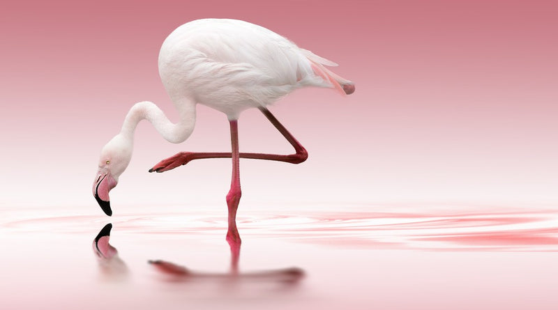 Flamingo Poster, Storlek 50x70 cm - Fynda julklapparn hos Forallarum.se!