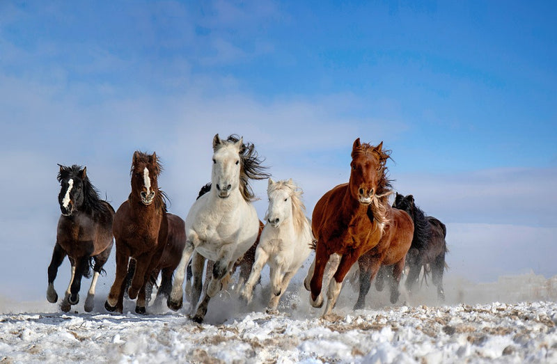 Mongolia Horses Poster, Storlek 21x30 cm - Fynda julklapparn hos Forallarum.se!