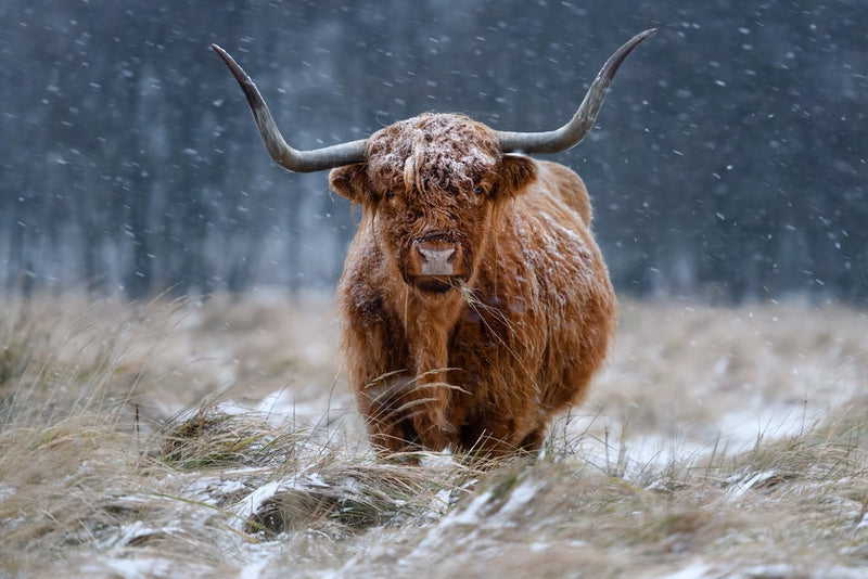 Snowy Highland Cow Poster, Storlek 30x40 cm - Fynda julklapparn hos Forallarum.se!