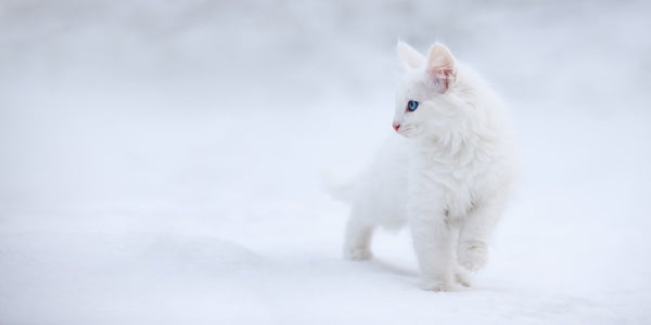 White As Snow Poster, Storlek 21x30 cm - Fynda julklapparn hos Forallarum.se!